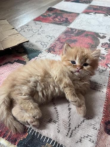 pişik yuvalari: Sevimli balaca pişik balası – şaftalı rəngli, uzun və yumşaq tüklü — 3