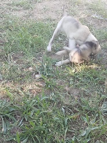 husky it: Balaca it balaları afcarkanin qarışıqi — 4