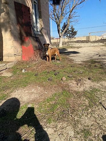 alman afçarka iti: Bokser, 4 ay, Dişi, Ödənişli çatdırılma — 1