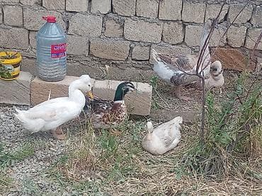 balaca boyumeyen itler: Elim yandida satılir tecili köcle baglı 4 qaz 1erkek 3disi hal hazırda — 4