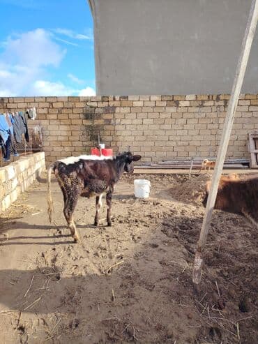 sudluk inekler satisi: Super aglam saxlamali danalardi — 2