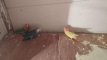 Sevgi quşları (Agapornis) – müxtəlif rəng mutasiyaları Təsvir: - Növ