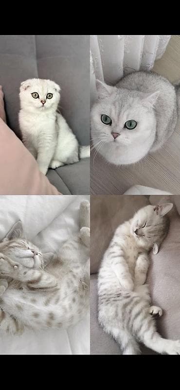 britanski pişik: Elit valideynlərdən ŞOU-KLASS balalar! 💎 Gözəl Şotland (Scottish — 4