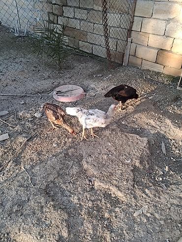 cins ineklerin satisi 2018: Toyuq cücələri, Damazlıq — 5