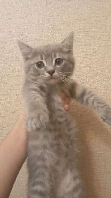 Akvariumlar: Tabbi, Erkək, Ünvandan götürmə — 1