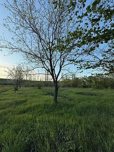 10 sot, Tikinti, Kupça (Çıxarış)