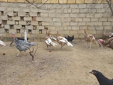 Птицы: Bronz rəngli hinduşkalar – təsərrüfat üçün sağlam, iri cüssəli quşlar — 4