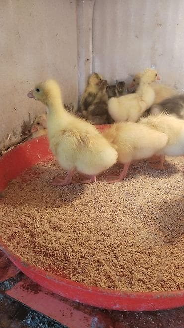 cucə gəncə: Balaca qaz cücəleri və ördək balasi - Cins: qaz (sarı-ağ lələklər — 6