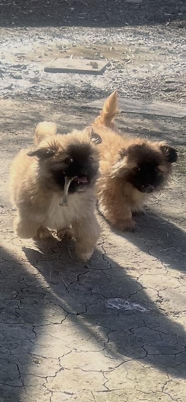 pekines balaları: Pekines — 3