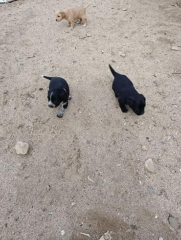 ən iri it cinsi: Koker spaniyel, 1 ay — 4