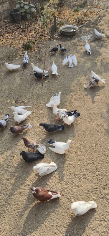 dekarativ goyercinler: Satış: Sayi 50 en coxdu elaqe 0559301068 - Növlər və rənglər — 6