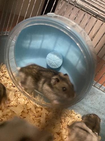 Dwarf hamsterlər – ev heyvanı - Cırtdan/dwarf hamsterlər (bir neçə lalafo.az -da Dwarf hamsterlər – ev heyvanı - Cırtdan/dwarf hamsterlər (bir neçə