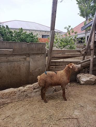 Qurbanlığa yarayır erkəylər kəsim üçün super quzulardı heyetde — 2