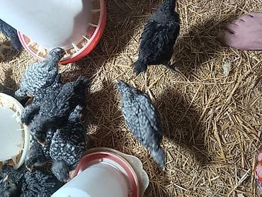 yumurtlayan toyuqlar: Cins toyuq balaları – naxışlı (qara-ağ) ləkəli tüklü - Məqsəd: yumurta — 2