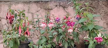 balı: Məhsul: dekorativ saksı bitkiləri – Fuşya (Fuchsia) və Koleus (Coleus) — 2