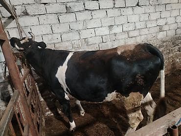 ucuz inek: Inəklər, öküzlər — 3