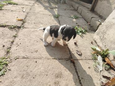 Аквариумы: Самка, Самовывоз — 7