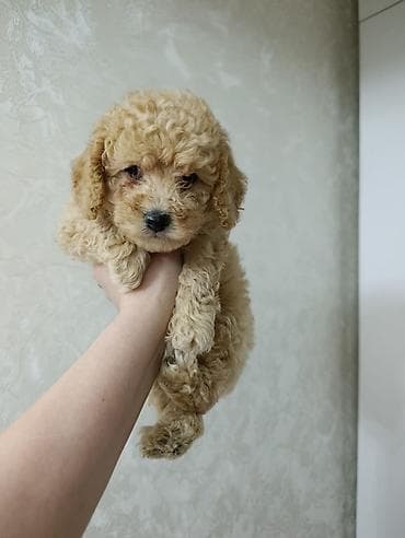 adamcil it: Pudel — 2