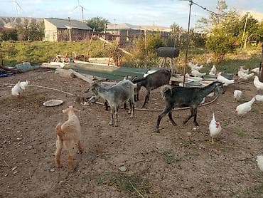 heyvan bazari baki: Dişi, il: 1, 25 kq, Damazlıq, Ödənişli çatdırılma — 4