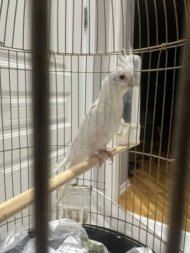 cuce qefes: 3 aylig dum ag yanaqsiz balalar.agAğ rəngli nimfa tutuquşu (cockatiel) — 2