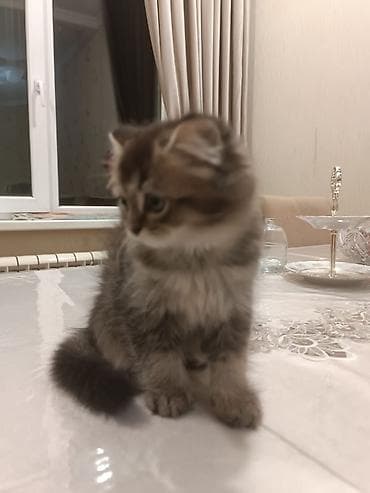 pers pişiyi: Pişik balası – uzun tüklü, yumşaq və pofud. Rəngi tünd-qəhvəyi boğaz — 5