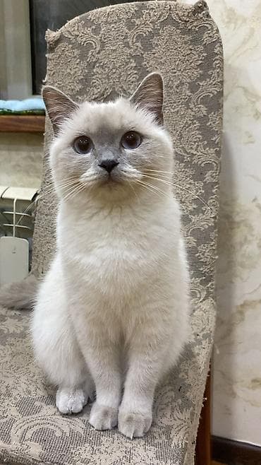 menks cinsli pişik: Qızıl şinşilla, Dişi — 9