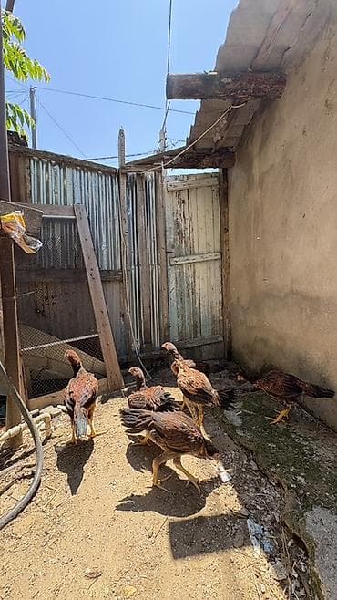 cuca: Heyratı cücələri 3 aylıqların tamam eləmiyiblər hələ yaxşı heyvanların — 2