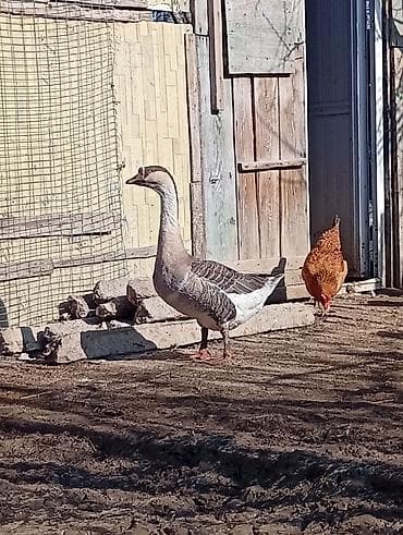 Digər heyvanlar: Dişi, Damazlıq — 2