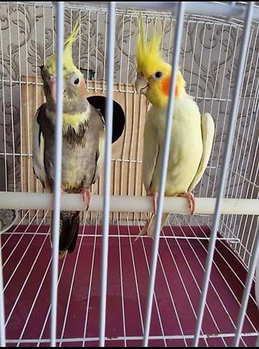 Птицы: Nimfa (Cockatiel) cütü – dekorativ və ünsiyyətcil ev quşları - Növ — 1