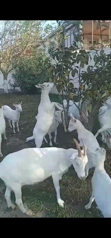 alpine yağları qiymetleri: Dişi, Zanen, il: 2, 40 kq, Südlük, Ünvandan götürmə — 4