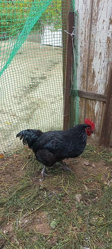 Qara rəngli fərlər – dekorativ və damazlıq üçün - Cins: qara tüklü