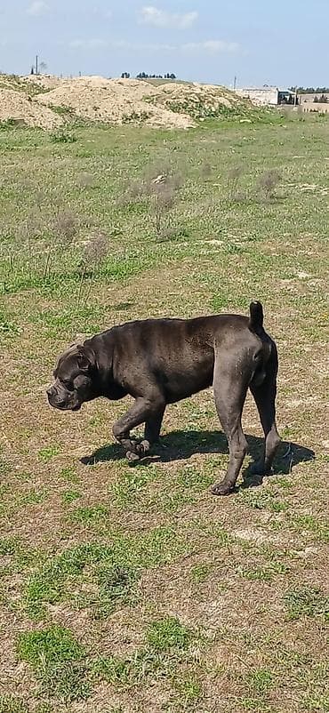 dinqo itleri: Kane-Korso, 2 il, Erkek, Peyvəndli — 4