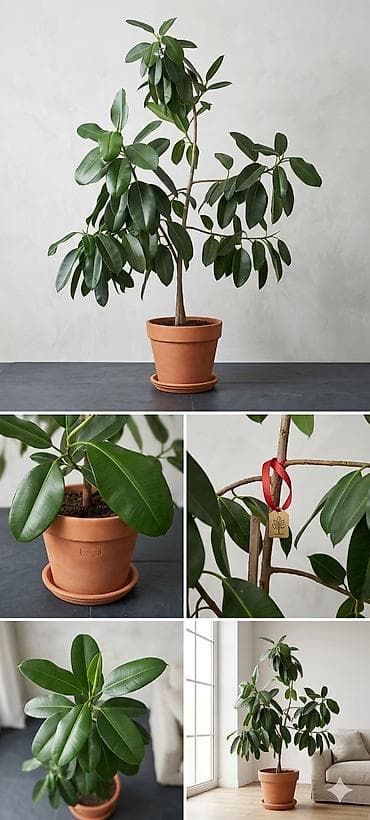 Məhsul: Kauçuklu fikus – Ficus elastica (Premium sinif) Təsvir: -