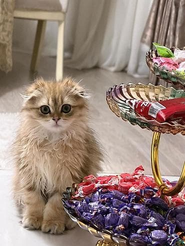 pişik yem: Britan, Dişi, Ödənişli çatdırılma — 2