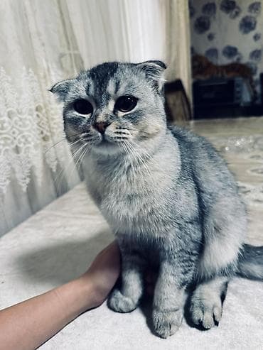 Şotland, Erkək, Yaxşı əllərə, Ünvandan götürmə lalafo.az -da Şotland, Erkək, Yaxşı əllərə, Ünvandan götürmə