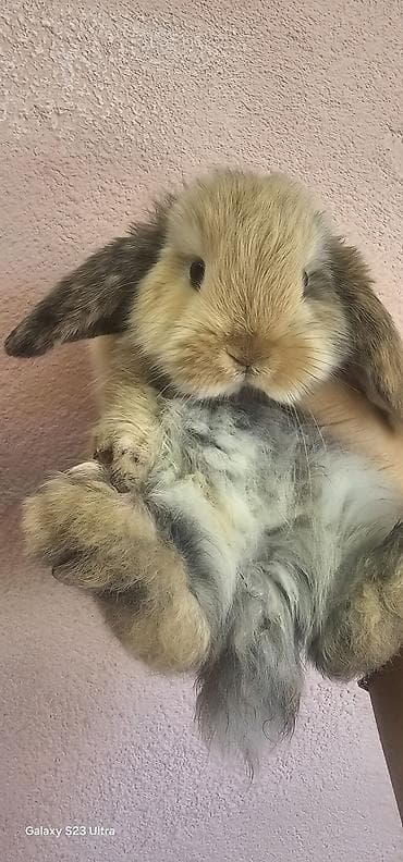 doberman qiyməti: Holland Lop (lop-qulaq) dekorativ dovşan balası 2 aylığdı baxa — 3