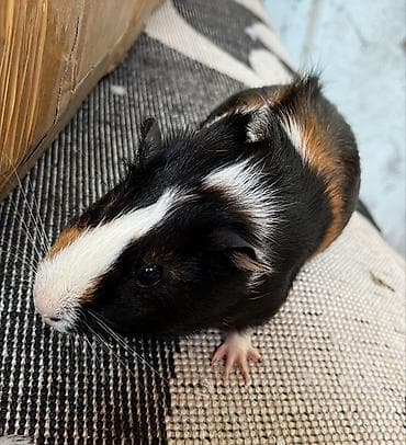 ev heyvan: Dekorativ dəniz donuzcuqları (guinea pig) ⚫ ƏLAQƏ YALNIZ LALAFO CHAT — 2