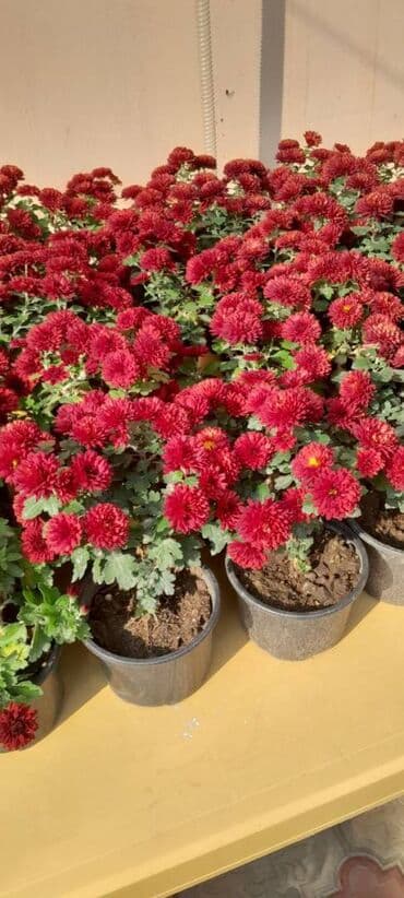 xedice gulu: Xrizantema multiflora Bir iliy Ancaq tünd qırmızı rəngi Qiyməti 1,5 — 2