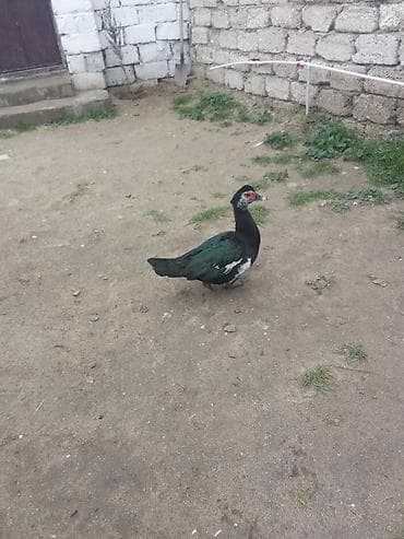 ordey qaz: Cavan erkey satlir 25 manat Real alan narahat etsin — 1