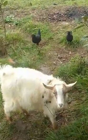 sort keciler: Cins: Qədirli/yerli tipli keçi Rəng: Ağ tüklü, baş və qulaqlarında — 1