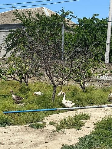 quş qaz: Qaz sürüsü satılır 7 ədəd 3 dişi 4 erkey - Növ: evdə bəslənmiş qazlar — 1
