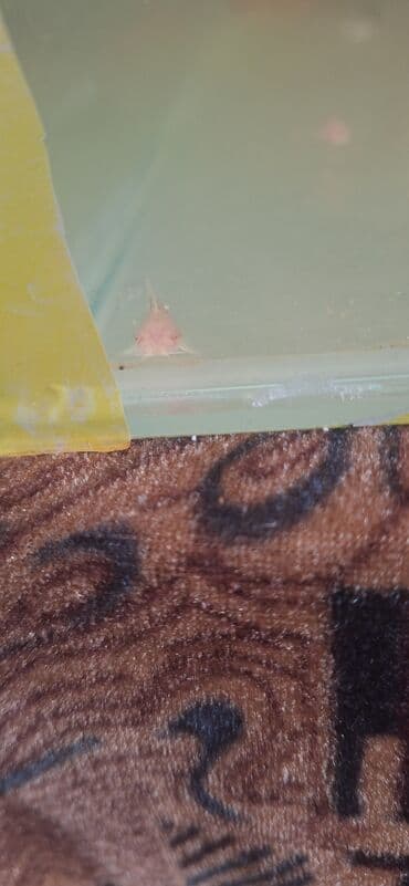 Gəmiricilər: Dördbucaq akvarium, Balıqlarla birlikdə, 64 l, Ünvandan götürmə — 5