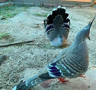 komeye telesen itler: Qumru qusu — 1