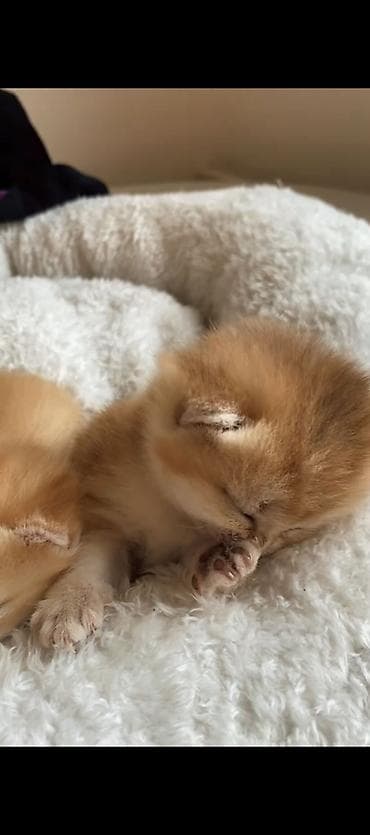 pişik baytarı: Qızıl şinşilla, Erkək, Dişi, Yaxşı əllərə, Ünvandan götürmə, Pulsuz çatdırılma, Ödənişli çatdırılma — 4