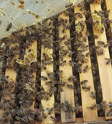 arı qutusu: Arılar 7 ramkada dolu super güclü arılardır 4_5 ramka qurddur 10 günə — 6