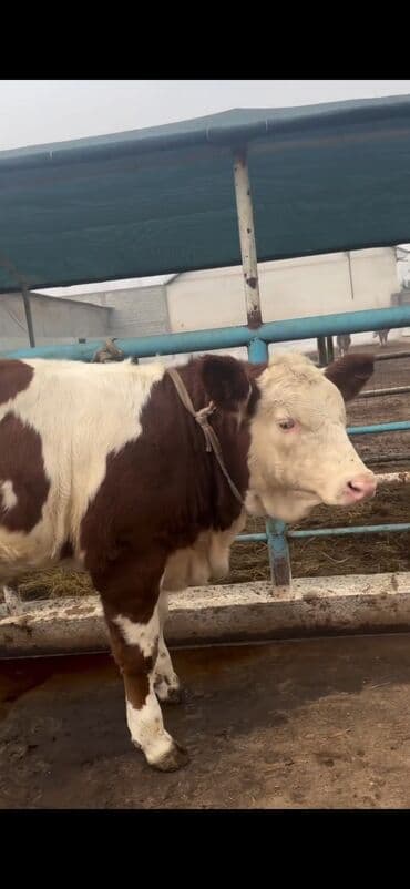 Digər kənd təsərrüfatı heyvanları: Simental cinsi inək - Rəng: qırmızı-ağ ala - Südçülük istiqaməti, iri — 4