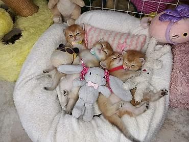 chinchilla: Qızıl şinşilla, Erkək, Dişi, Yaxşı əllərə, Ünvandan götürmə, Ödənişli çatdırılma, Rayonlara çatdırılma — 4