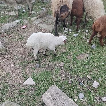 bala pitbul: Ana bala. bala disidi sağlam heyvanlar dir — 6