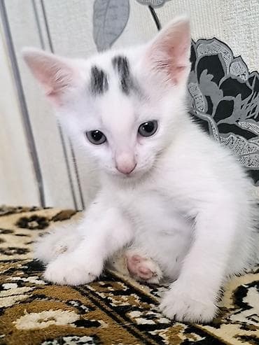 balaca heyvanlar: Van, Yaxşı əllərə, Ünvandan götürmə — 1