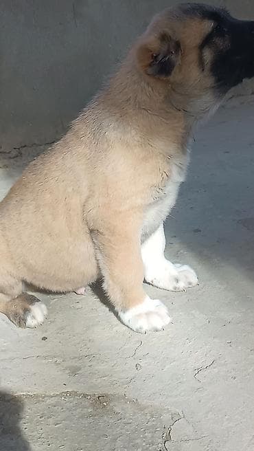 erkək danalar: Kanqal — 5